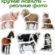 Магнитные пазлы Magdum Ферма ML4031-19 EN