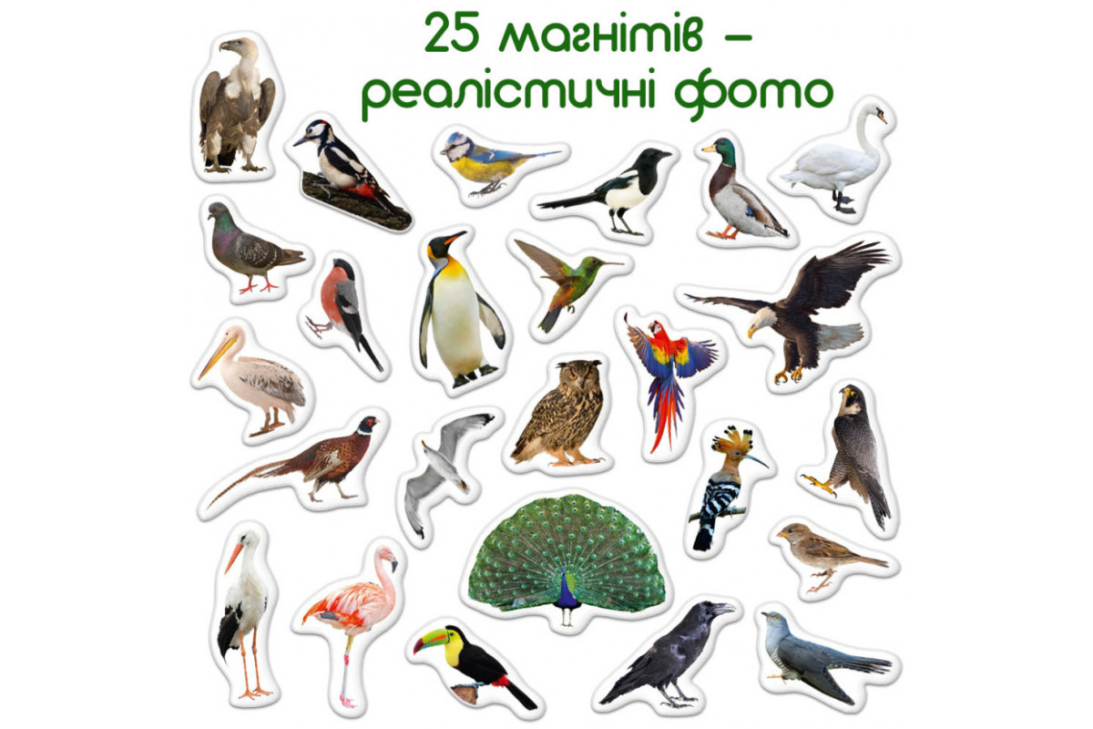 Дитячий набір магнітів Птахи фото Magdum ML4031-30 EN Дитячий набір магнітів Птахи фото Magdum ML4031-30 EN