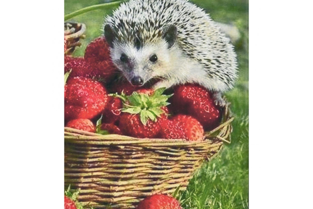 Алмазна мозаїка Алмазна мозаїка