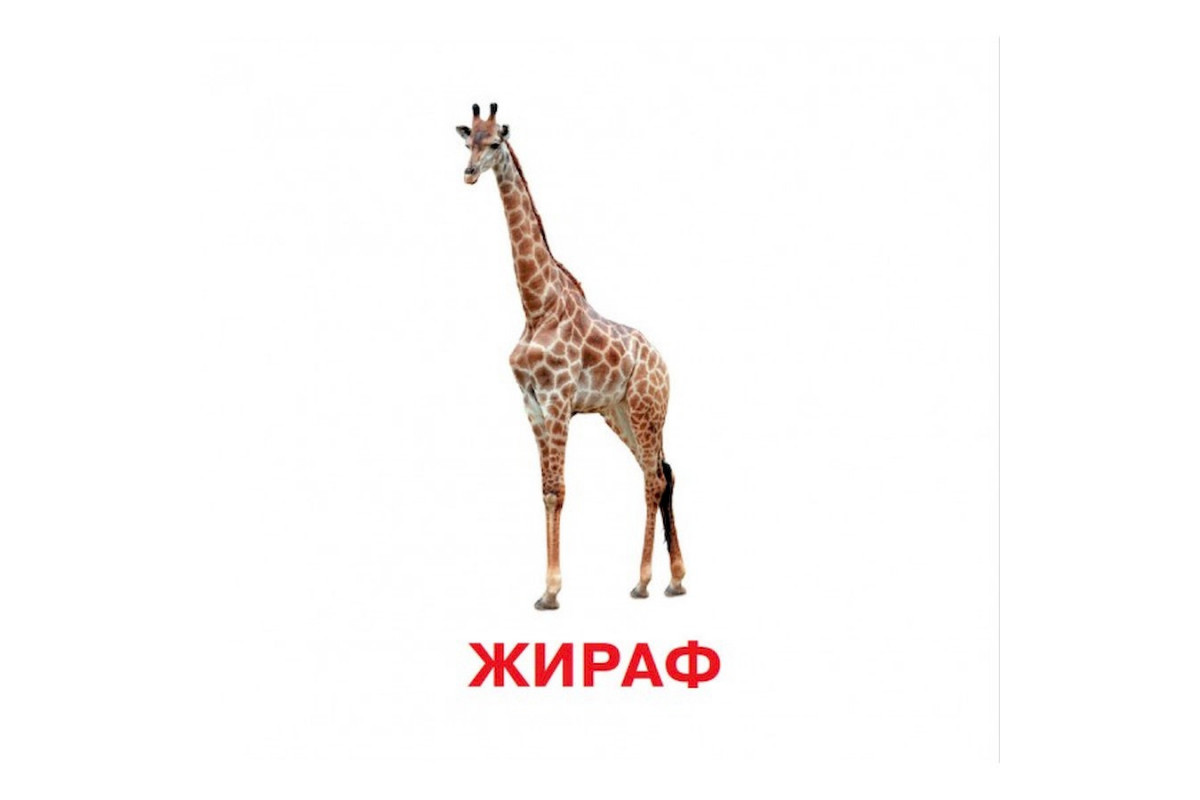 Розвиваючі картки для дітей Дикі тварини J011y, 18 картинок Розвиваючі картки для дітей Дикі тварини J011y, 18 картинок