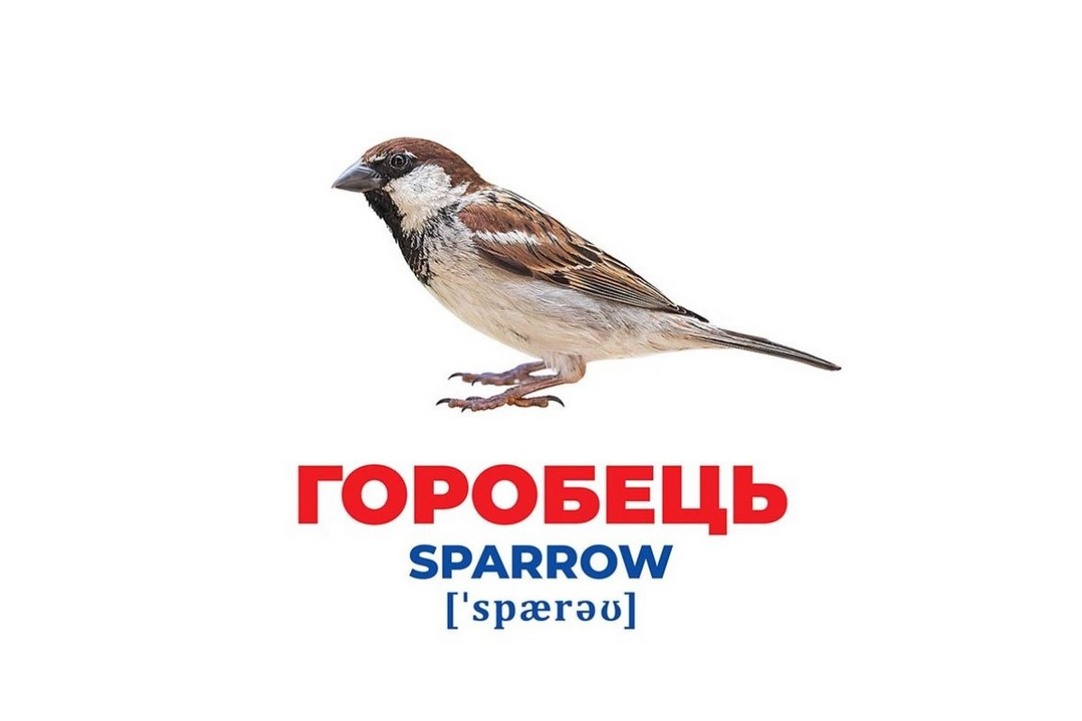 Набір розвиваючих карток Геній з пелюшок Набір розвиваючих карток Геній з пелюшок