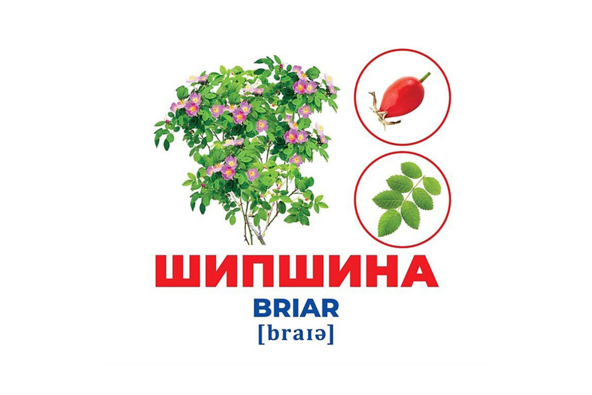 Набір розвиваючих карток Геній з пелюшок Дерева та чагарники 10107196, 17 карток Набір розвиваючих карток Геній з пелюшок Дерева та чагарники 10107196, 17 карток