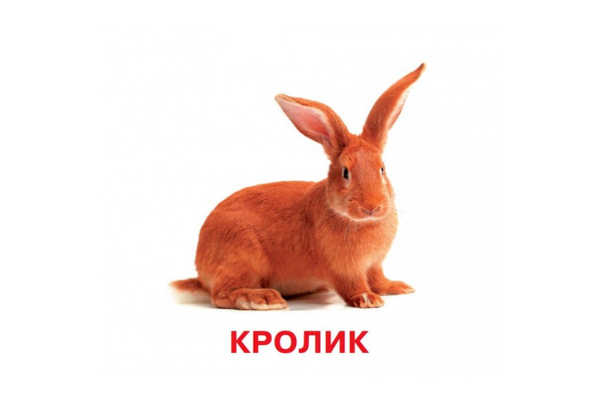 Розвиваючі картки для дітей Домашні тварини J012yD, 18 картинок Розвиваючі картки для дітей Домашні тварини J012yD, 18 картинок