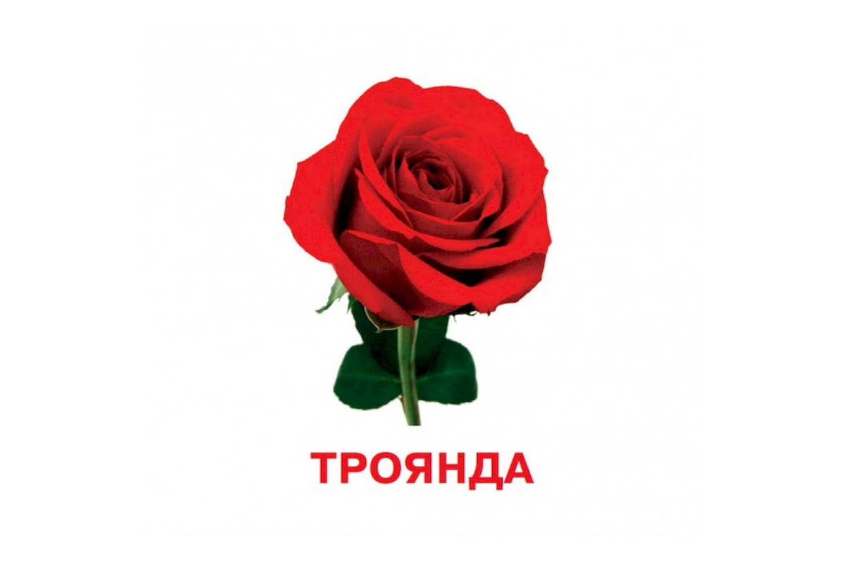 Розвиваючі картки для дітей Квіти J012y, 18 картинок Розвиваючі картки для дітей Квіти J012y, 18 картинок