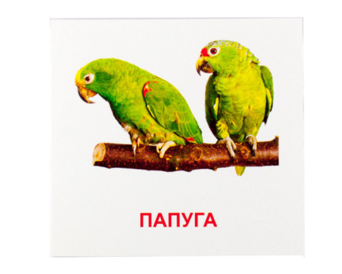 Развивающие карточки "Птицы" (110х110 мм) 72753 на укр./англ. языке