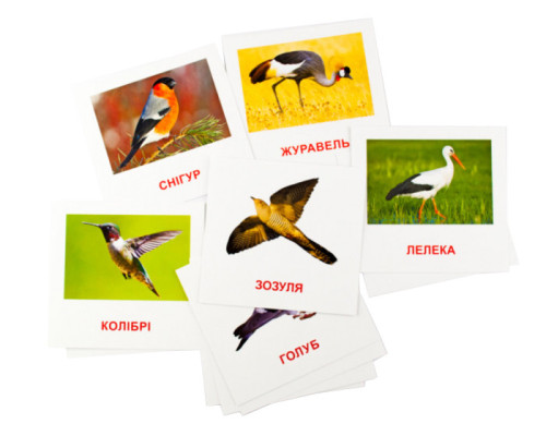 Развивающие карточки "Птицы" (110х110 мм) 72753 на укр./англ. языке