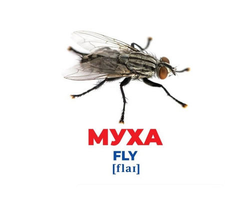 Набор развивающих карточек Гений с пеленок "Насекомые" Ранок 10107199, 17 карточек