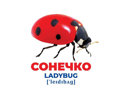 Набор развивающих карточек Гений с пеленок "Насекомые" Ранок 10107199, 17 карточек