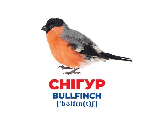 Набор развивающих карточек Гений с пеленок "Птицы Украины" Ранок 10107193У, 17 карточек