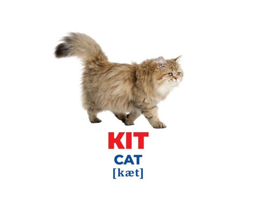 Набор развивающих карточек Гений с пеленок "Домашние животные" Ранок 10107191У, 17 карточек