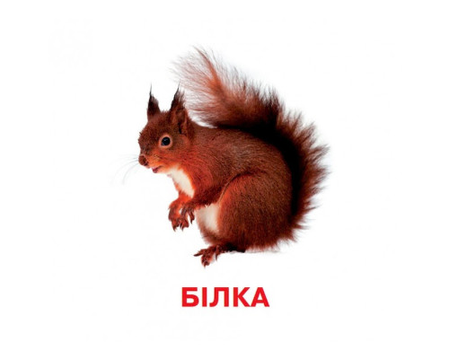 Развивающие карточки для детей Дикие животные J011y, 18 картинок