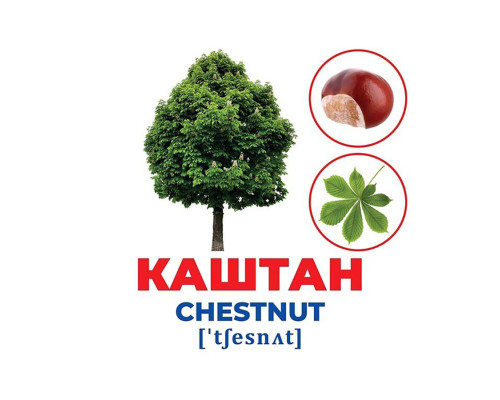 Набор развивающих карточек Гений с пеленок Деревья и кустарники 10107196, 17 карточек