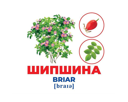 Набор развивающих карточек Гений с пеленок Деревья и кустарники 10107196, 17 карточек