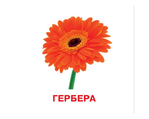 Развивающие карточки для детей Цветы J012y, 18 картинок