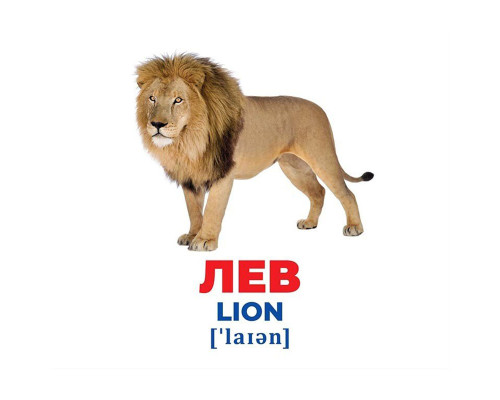 Набор развивающих карточек Гений с пеленок "Животные разных широт" 10107200, 17 карточек