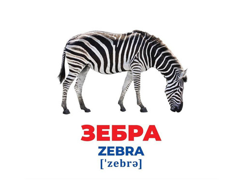 Набор развивающих карточек Гений с пеленок "Животные разных широт" 10107200, 17 карточек