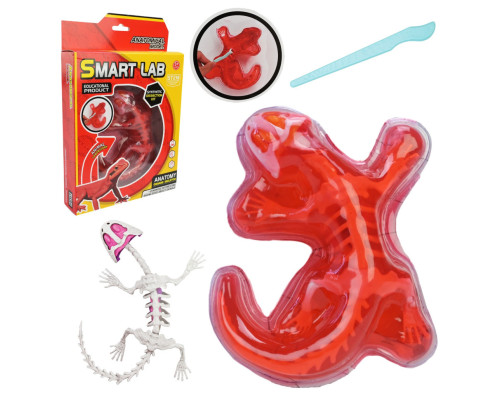 Дитячий лабораторнний набір Ящірка 803B, скелет, внутрішні органи