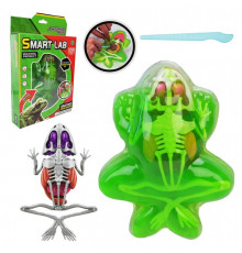 Дитячий лабораторнний набір Жаба 801B, скелет, внутрішні органи