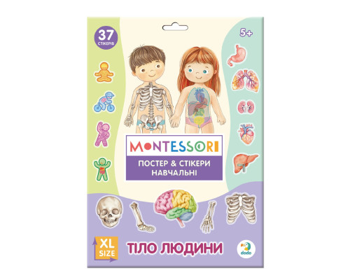 Учебный постер с наклейками "Тело человека" 300901 XL 37 стикеров